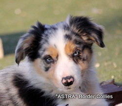 Blue Merle FEMALE border collie puppy